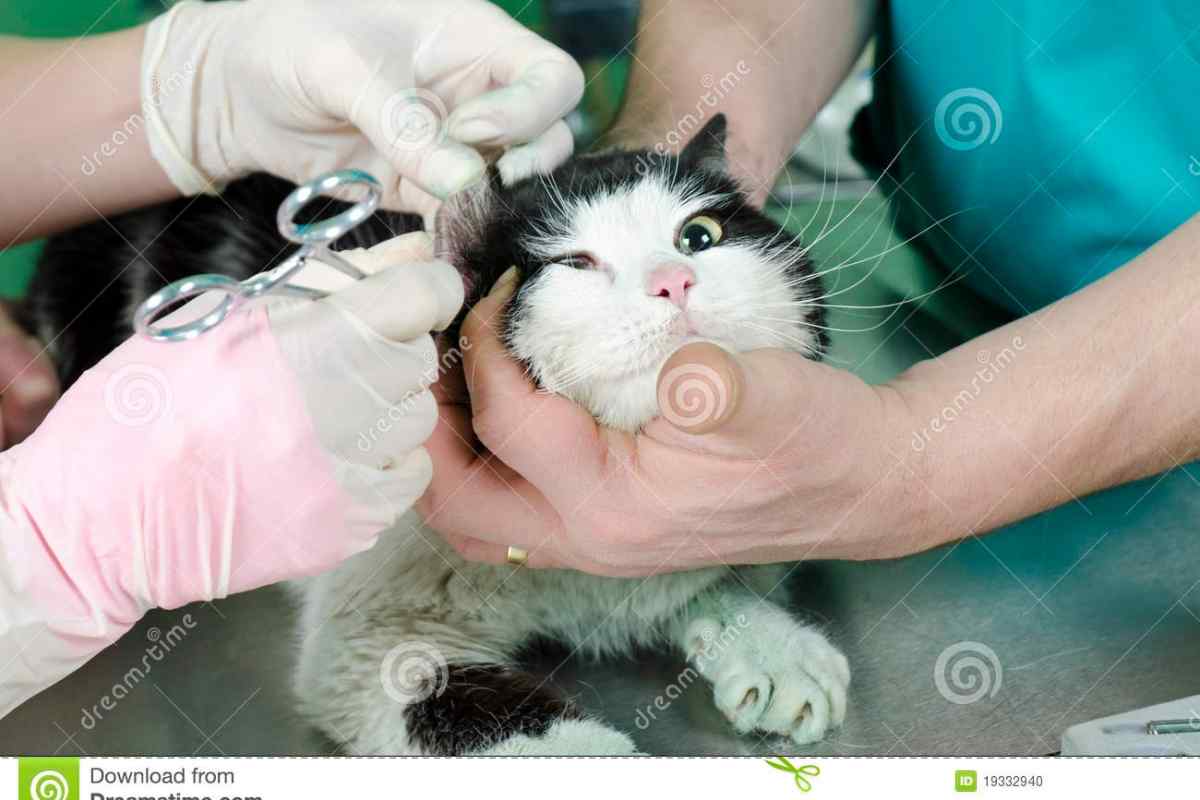 Як лікувати позбавляй кошеня