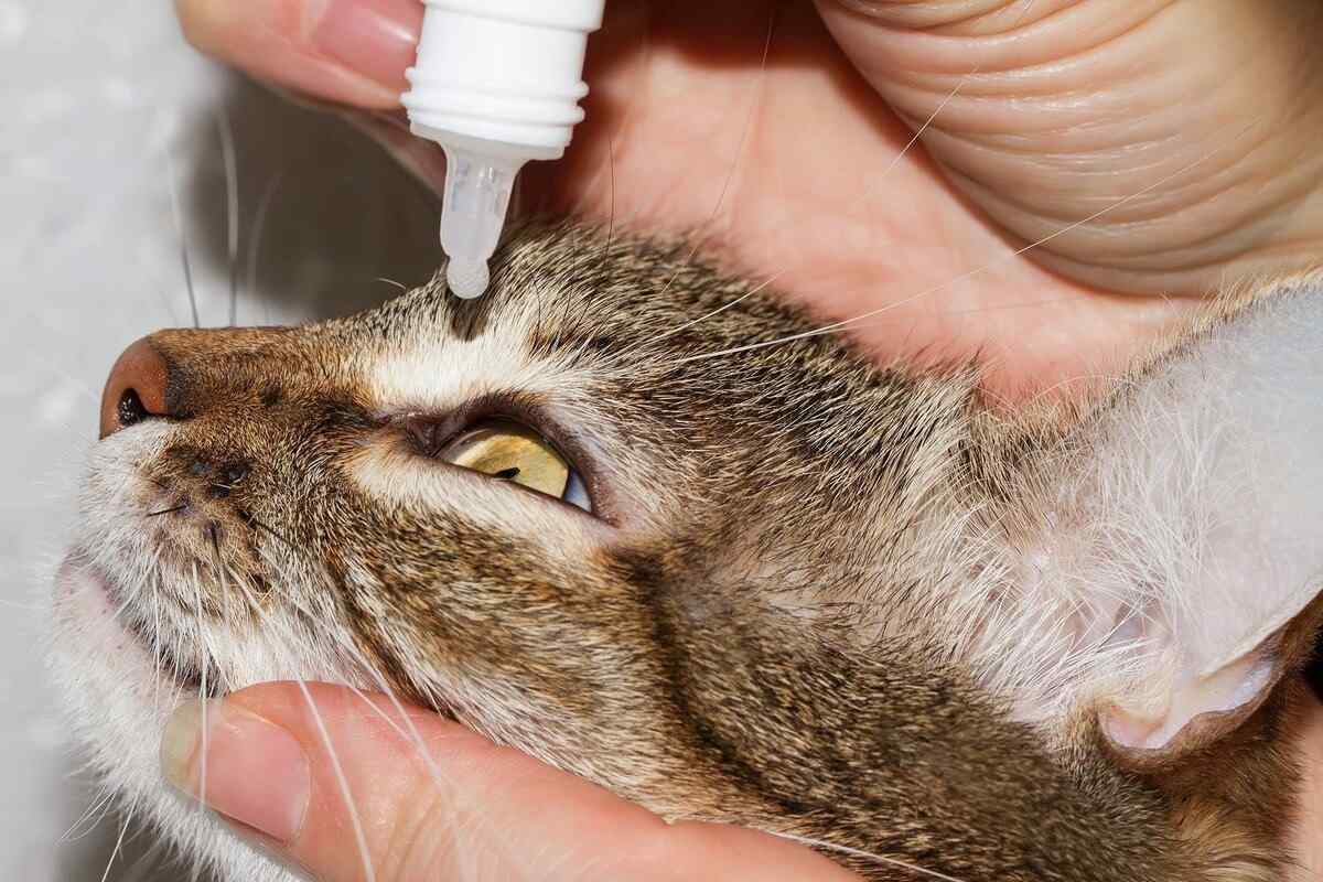 Чим лікувати герпес у кішки