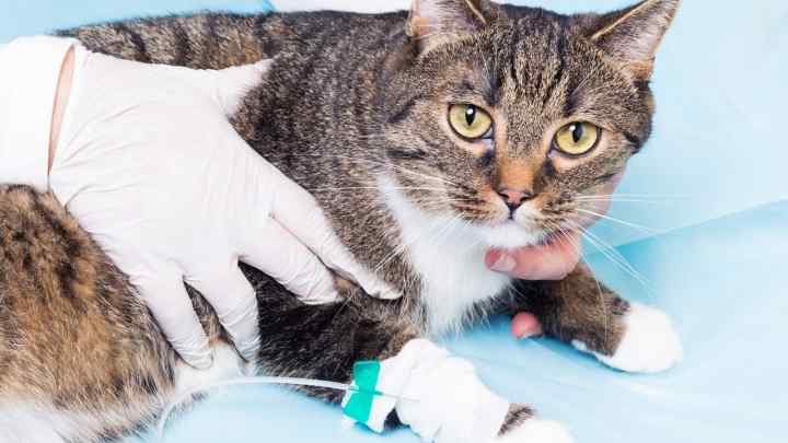 Як лікувати цупку біля кішки