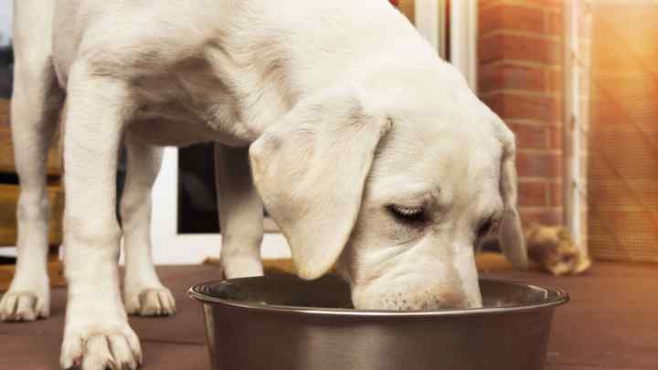 Як треба годувати собаку і чим