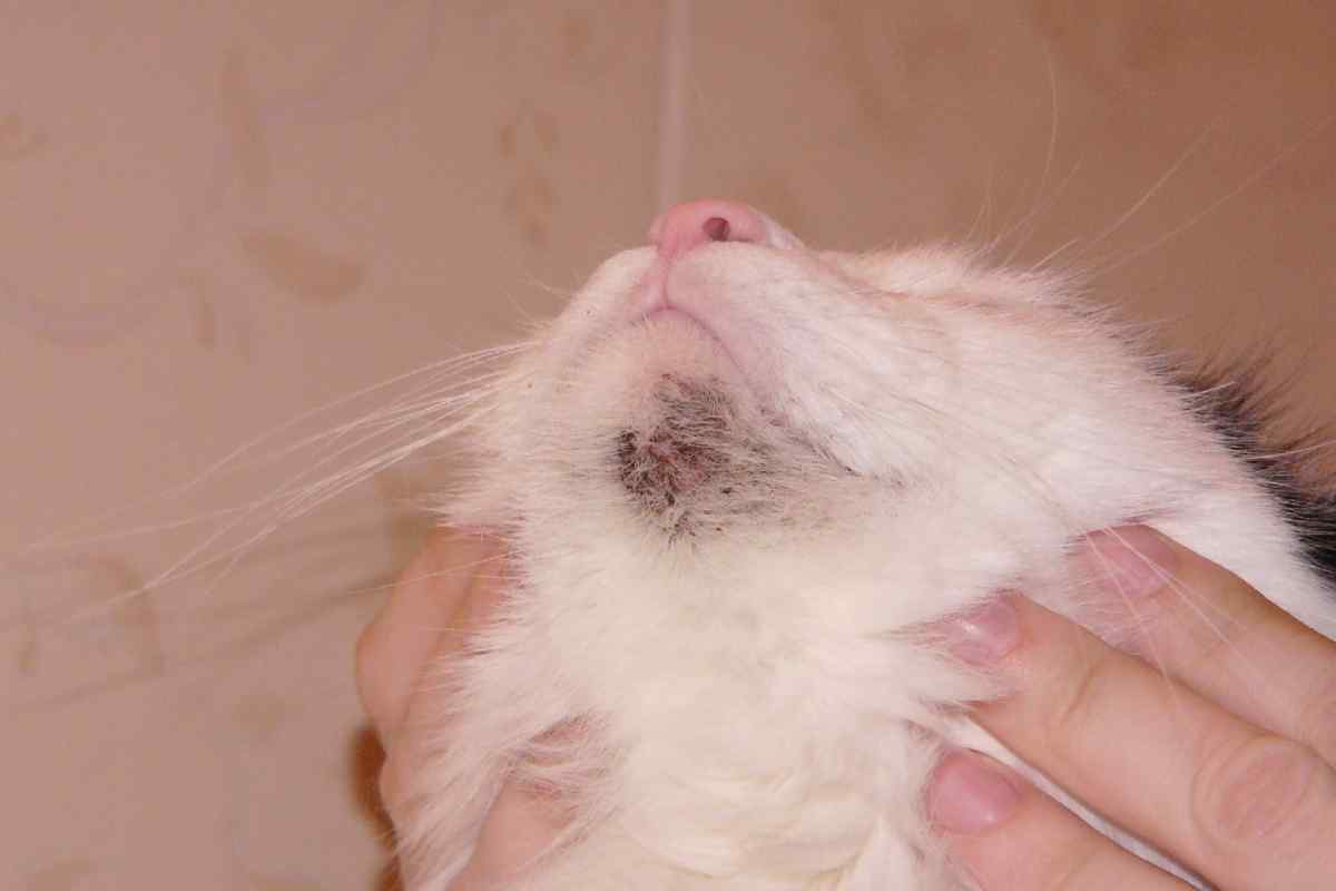 Як лікувати грибок на шкірі у кішки