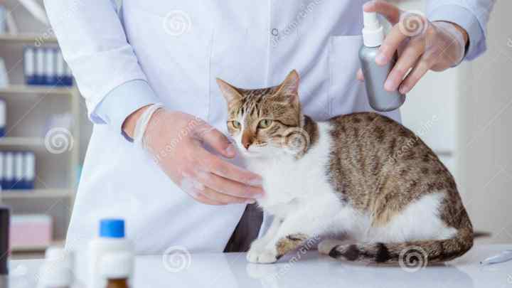 Як вилікувати кішку від бліх