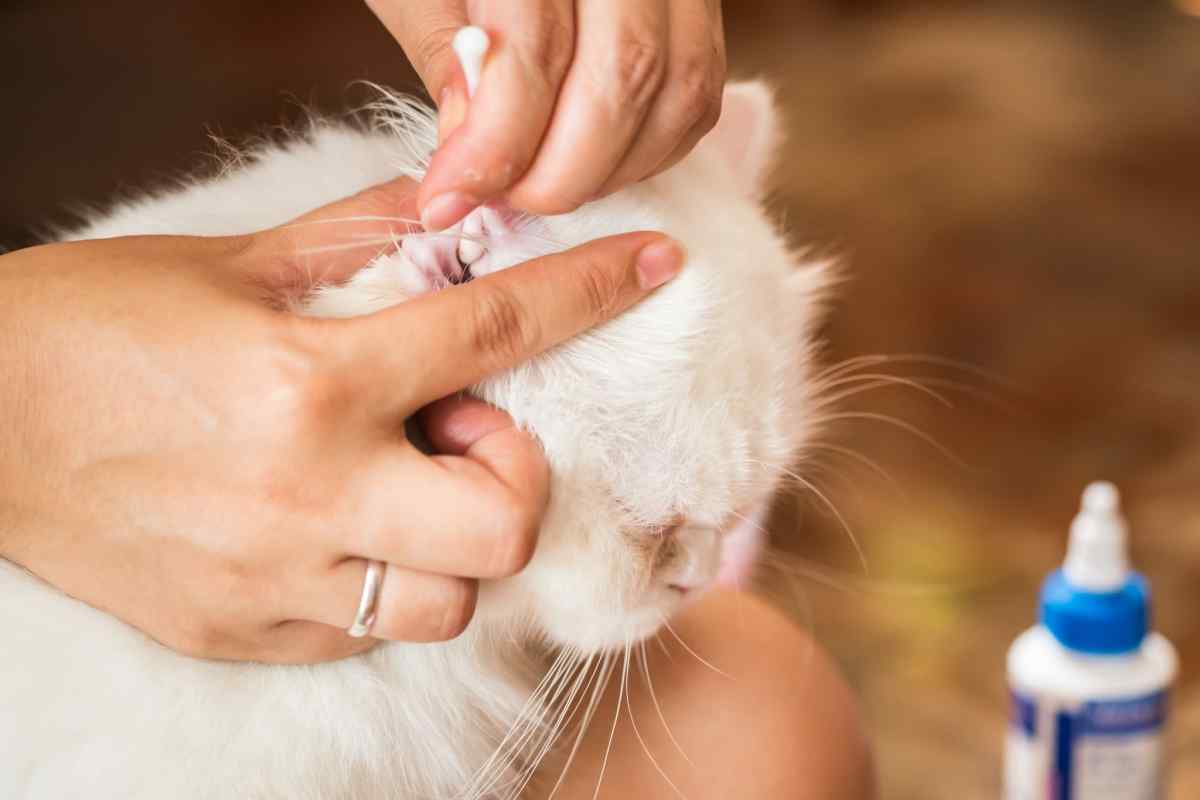 Як лікувати вушний кліщ у кішки