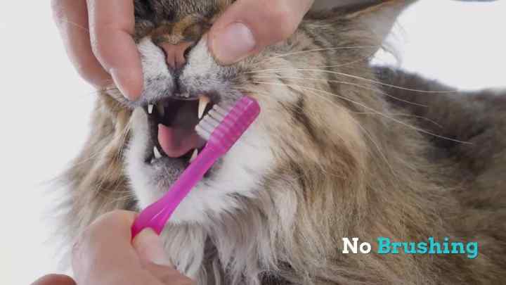 Як лікувати стоматит біля кішки