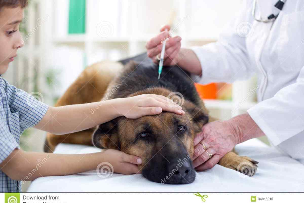 Як лікувати отруєння у собаки