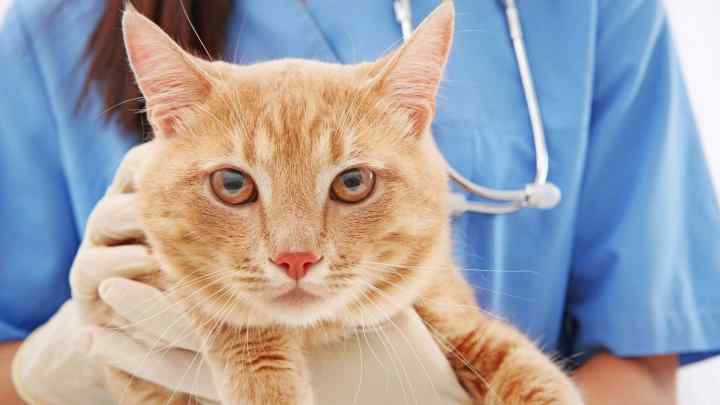Як лікувати цистит у кота