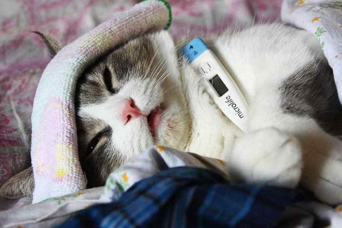 Як лікувати кошеня від застуди