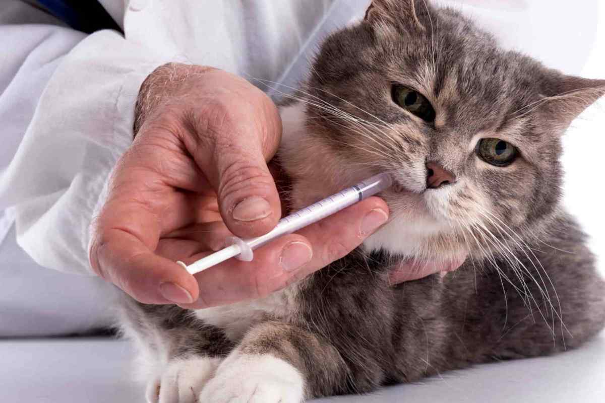 Як давати коту ліки