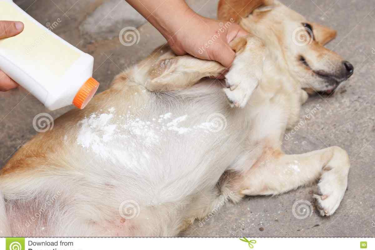 Як позбутися бліх у собак