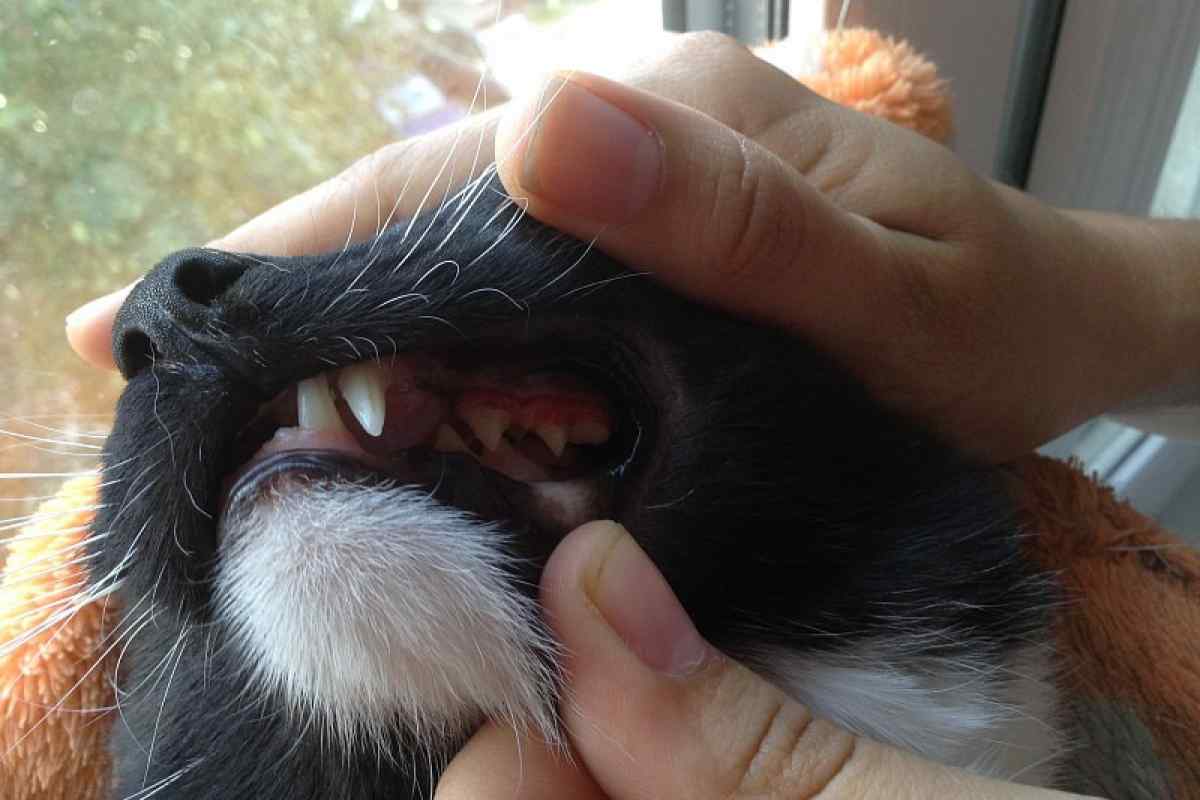 Як лікувати десни котам