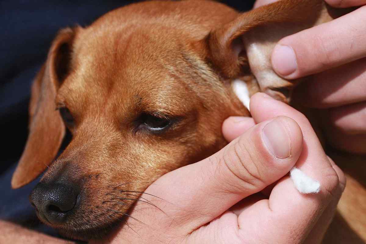 Що робити, якщо собака трусить вухами