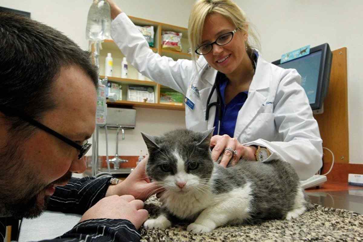Як проводять лікування у кішок мікоплазмозу