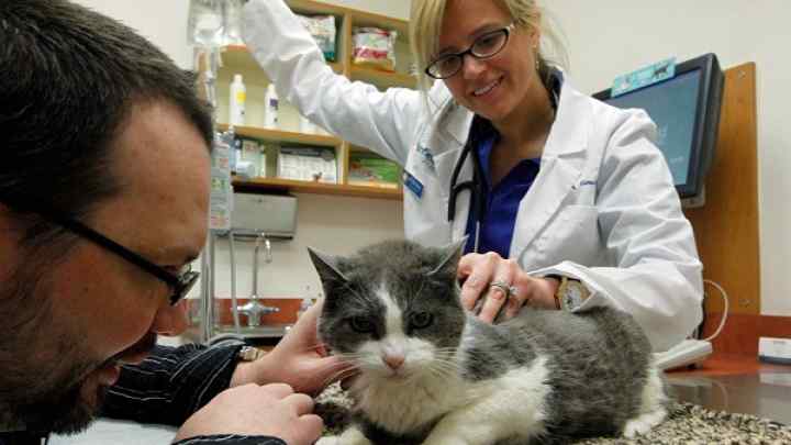 Як проводять лікування у кішок мікоплазмозу