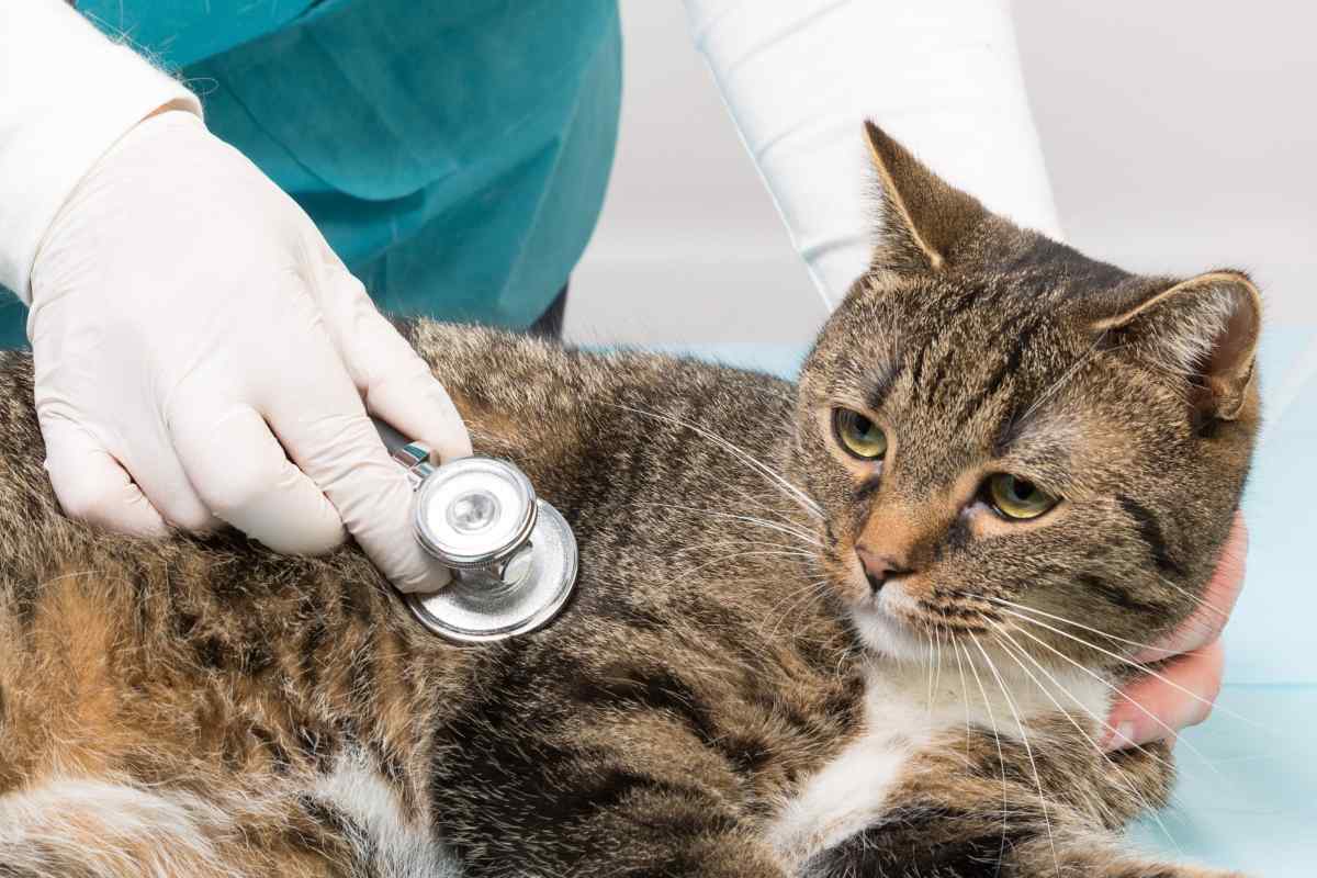 Як лікувати пронос у кота