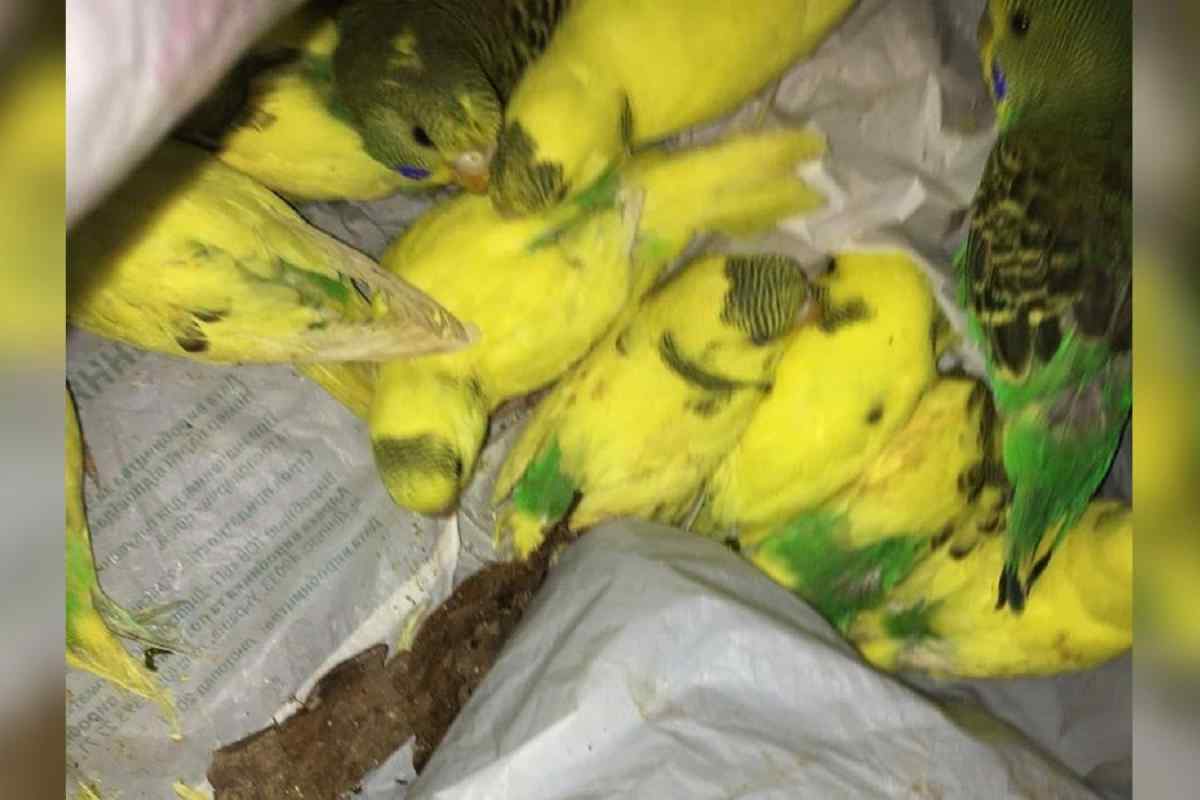 Як лікувати хворого папужки