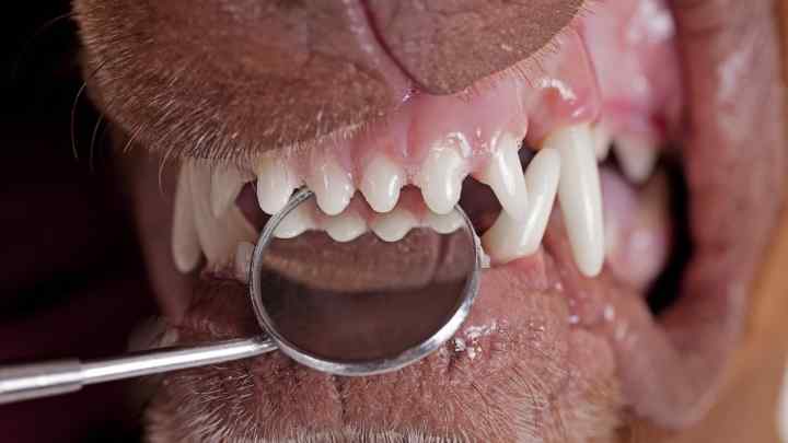 Як допомогти випасти молочним зубам у собаки