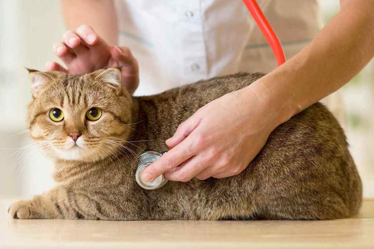 Як лікувати епілепсію у кішок