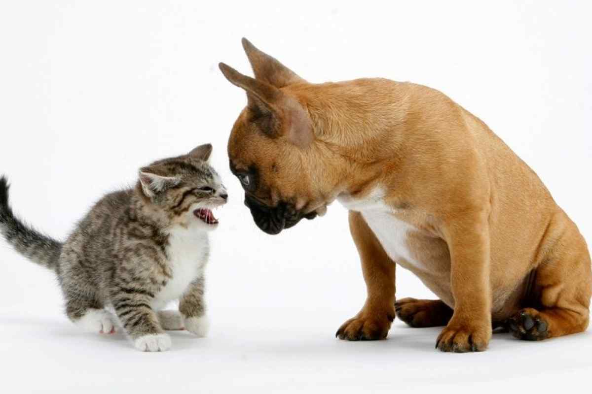 Що таке уремія у кішок і собак