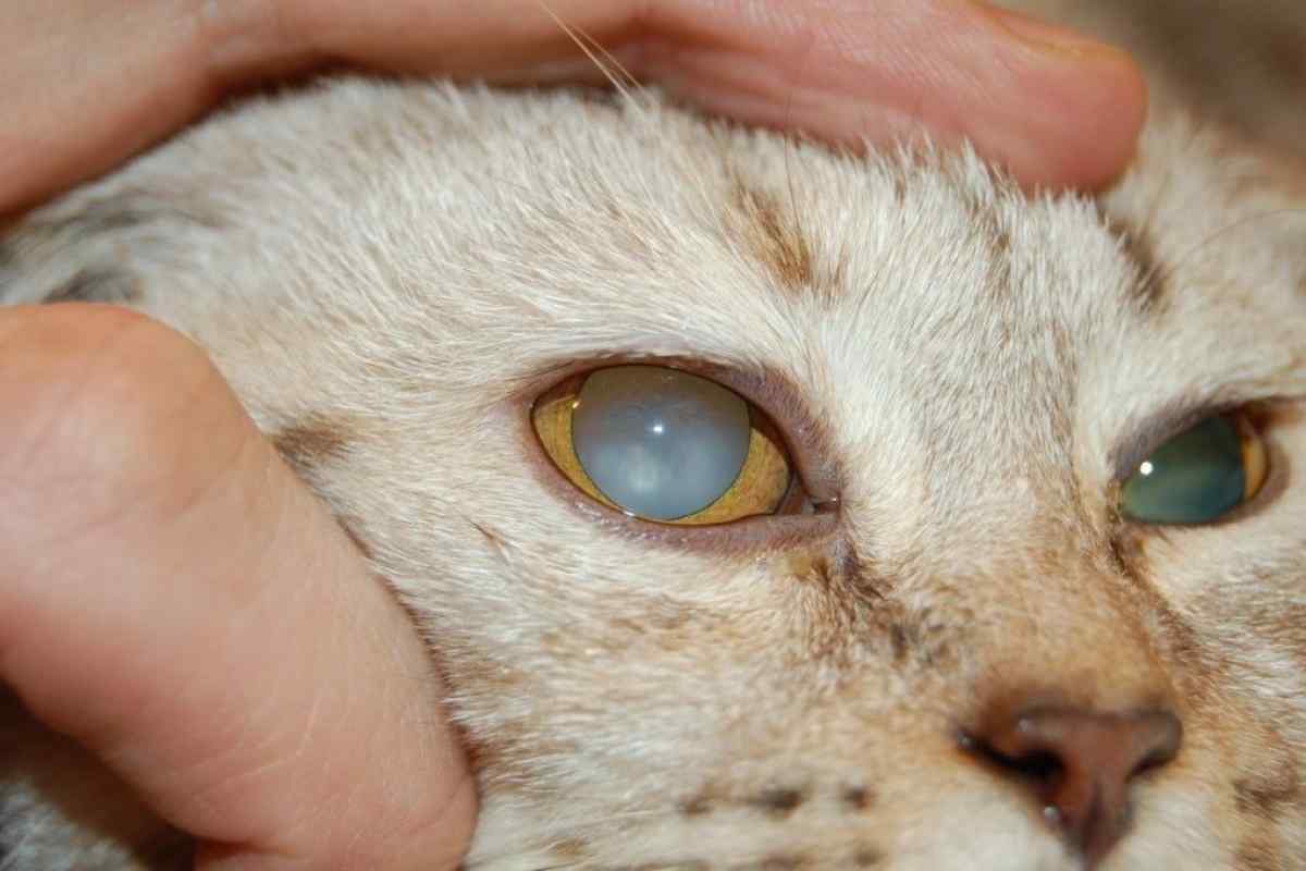 Хвороби кішок - симптоми та лікування