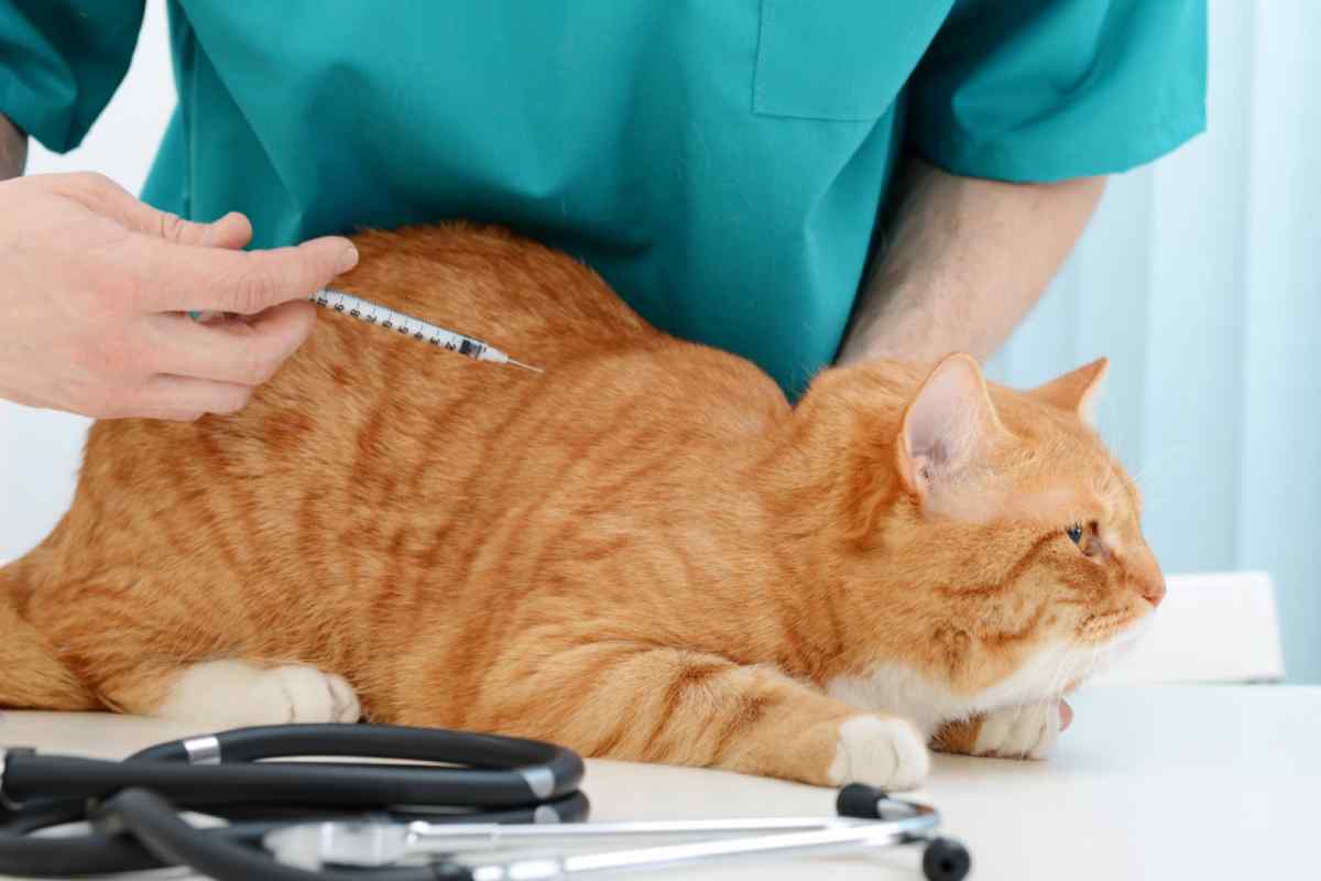 Як лікувати цистит у кішок