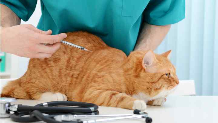 Як лікувати цистит у кішок