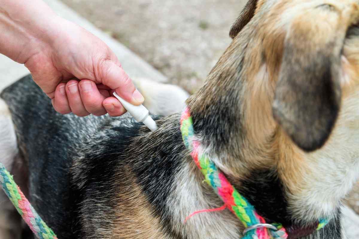 Як давати собаці глистогінне