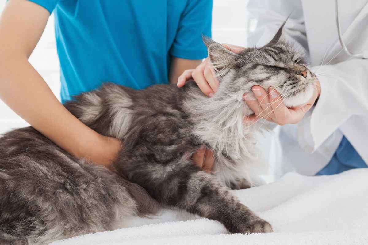 Як припинити лактацію у кішки