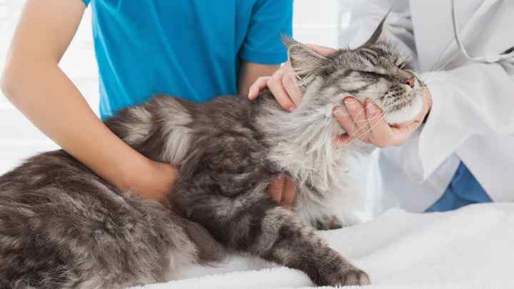 Які симптоми інсульту у кішки