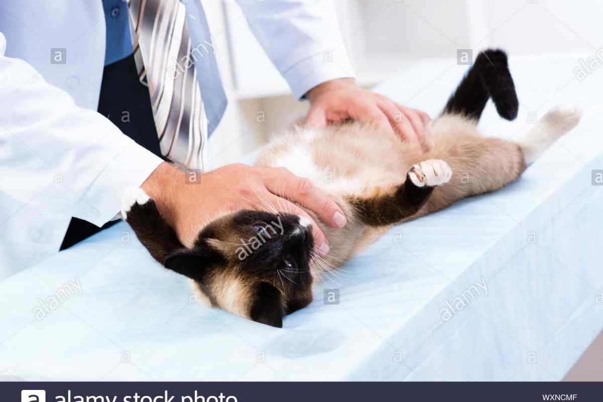 Як підготувати кішку до стерилізації
