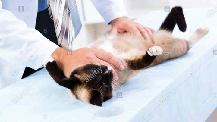 Як доглядати за котом після кастрації