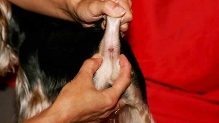 Запалення параанальних залоз у собак: причини, лікування