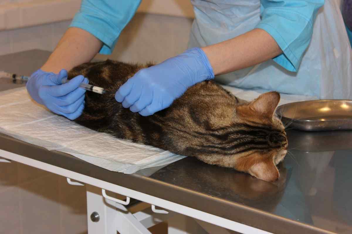 Як проводять стерилізацію кішки