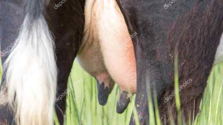 Як лікувати розлад шлунка у корови