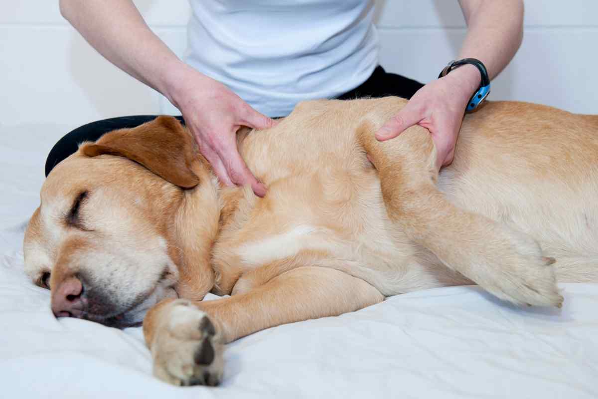 Як лікувати суглоби у собак