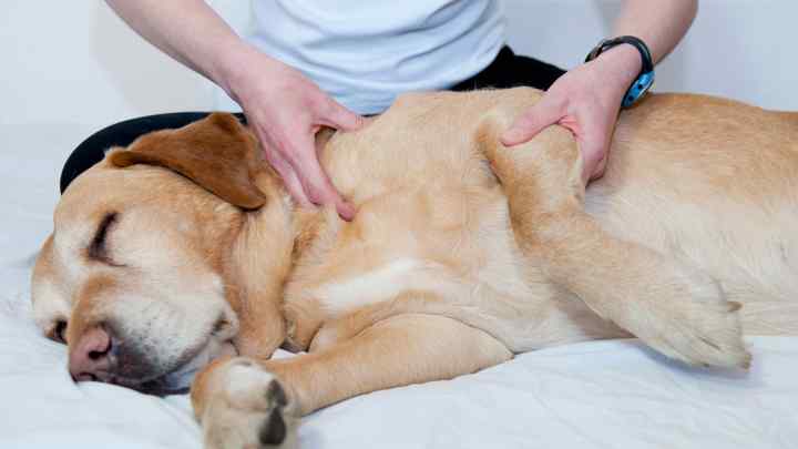 Як лікувати суглоби у собак