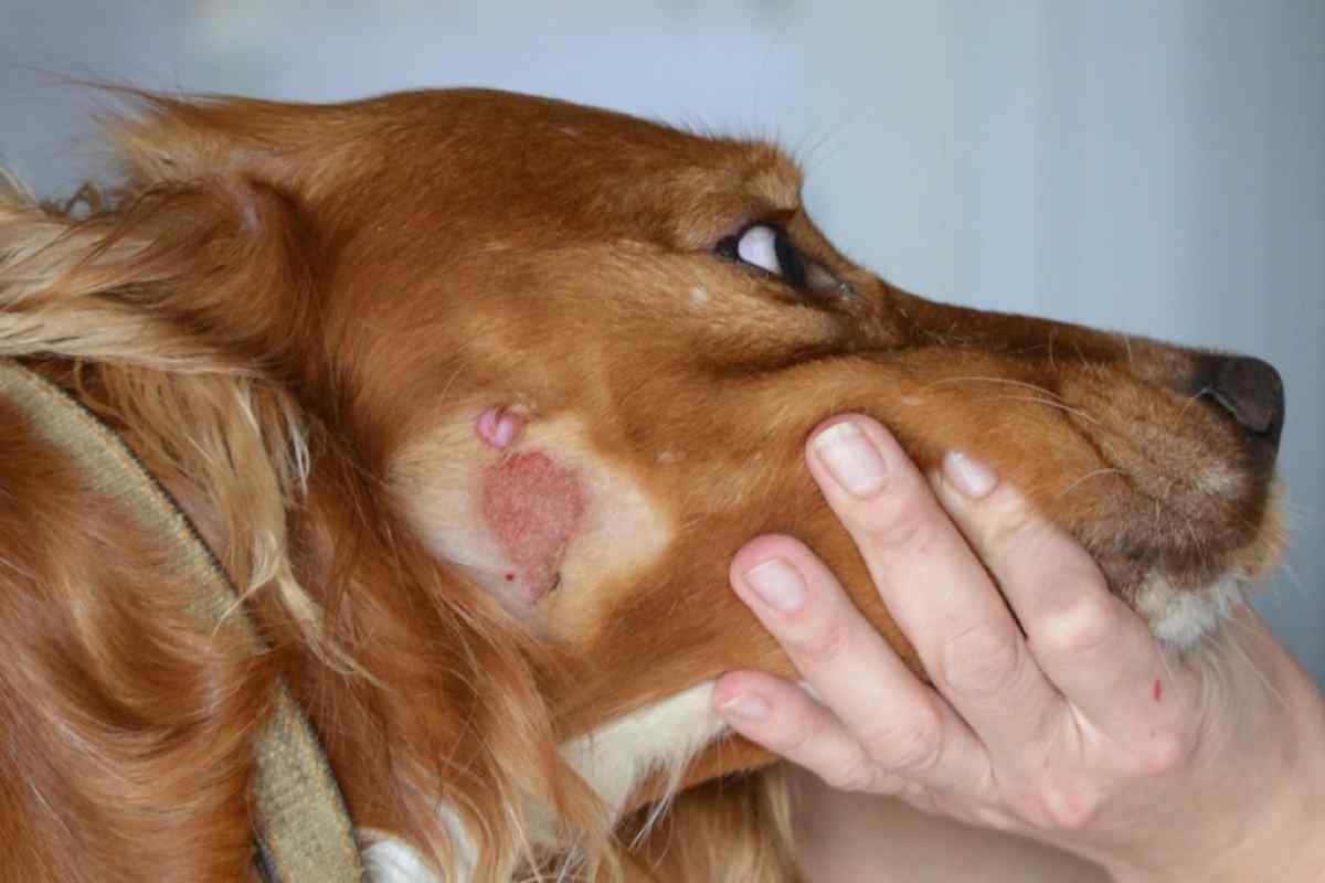 Як лікувати мокнущий дерматит у собаки