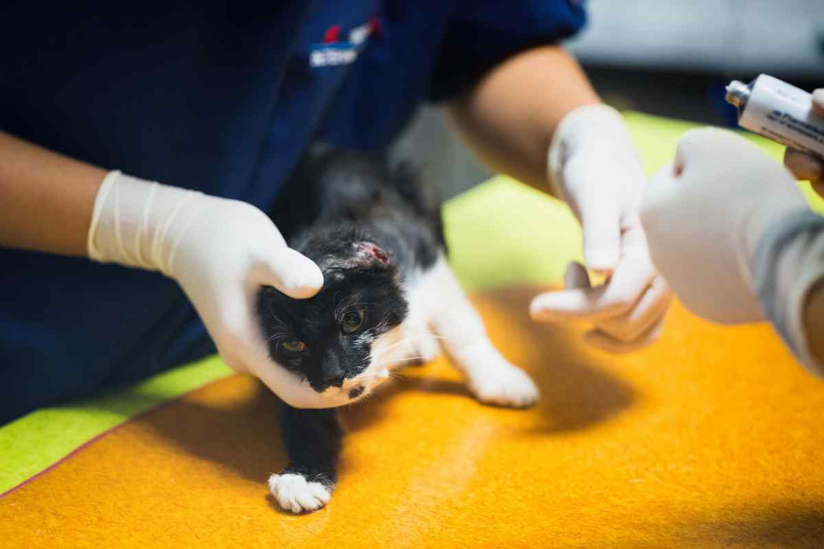 Як обробляти рану після кастрації кота