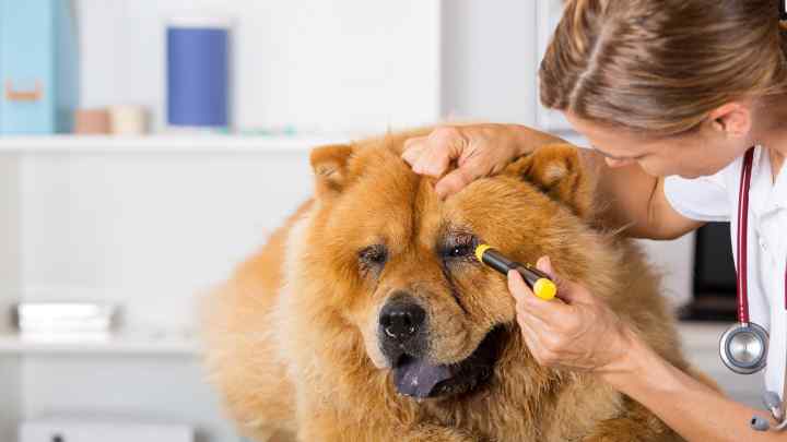 Як лікувати нежить у собаки