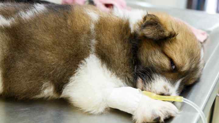 Як лікувати шлунок у собаки
