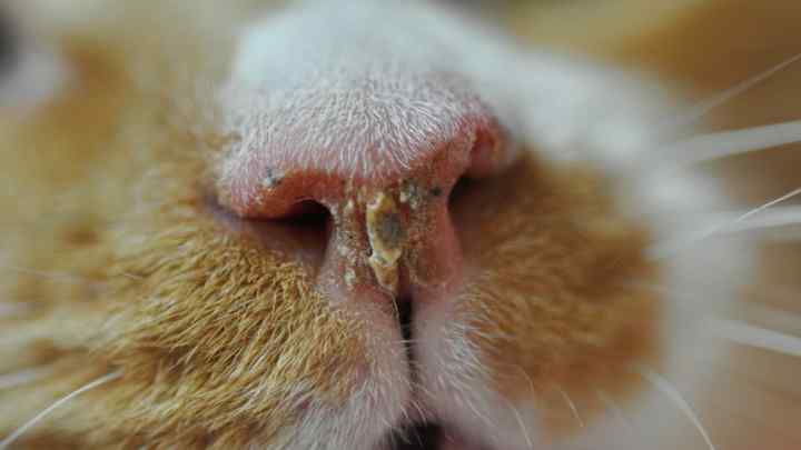 Причини появи корок на носі у котів