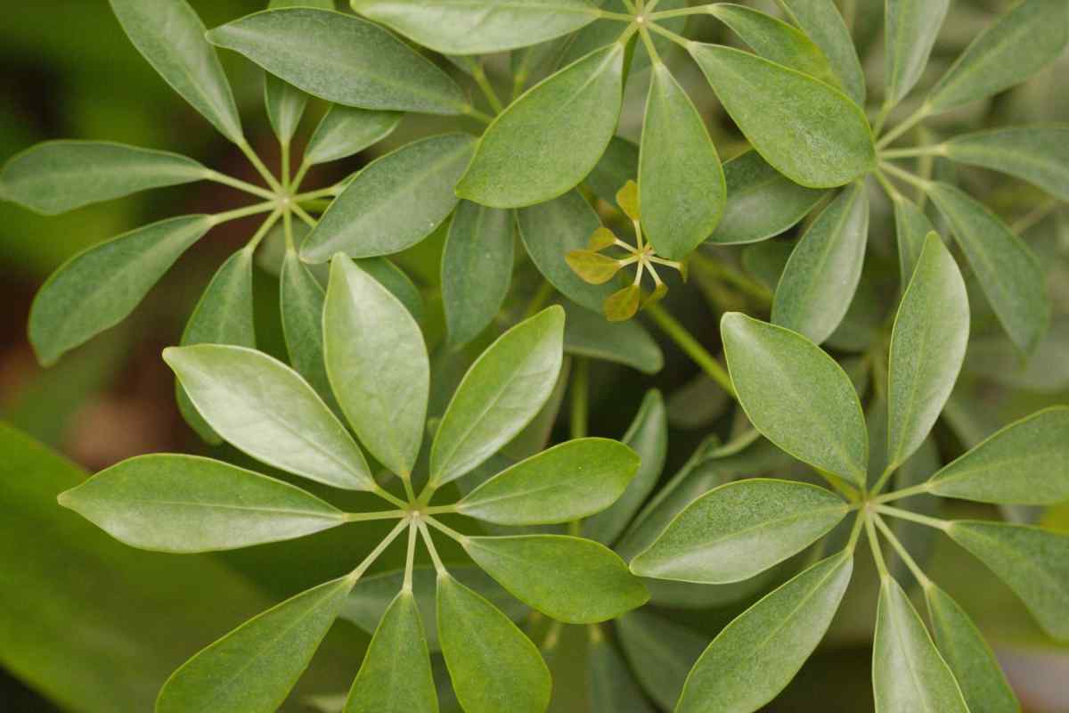 Секрети рослин з простим листям