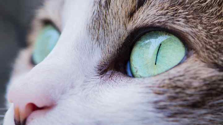 Як відновити зір у кішки