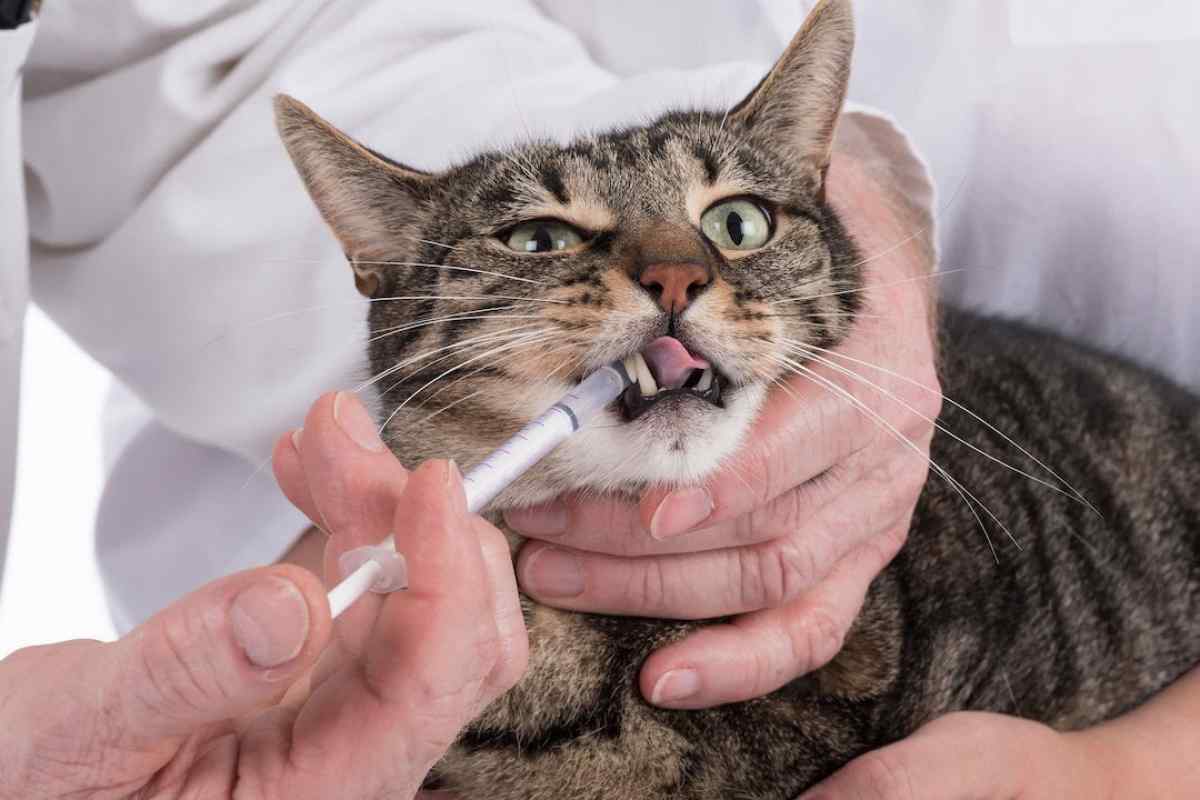 Як лікувати кішку антибіотиками