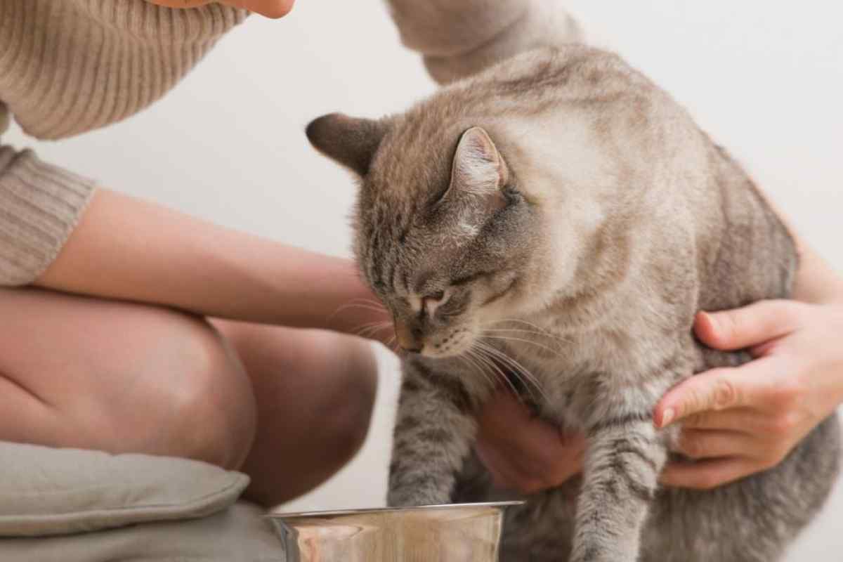 Як вилікувати виразку у кішки