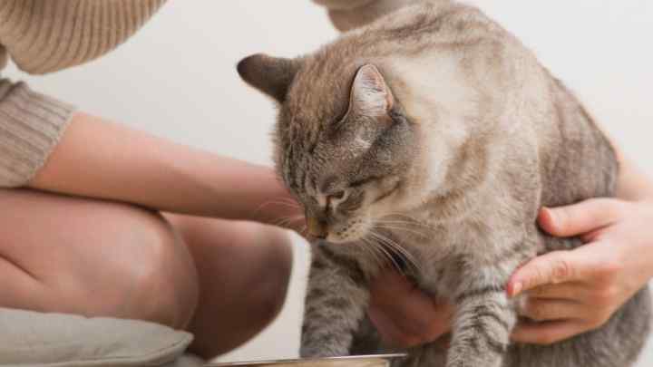 Як викликати блювоту у кішки
