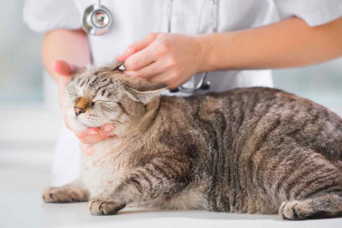Як лікувати отруєння у кішок