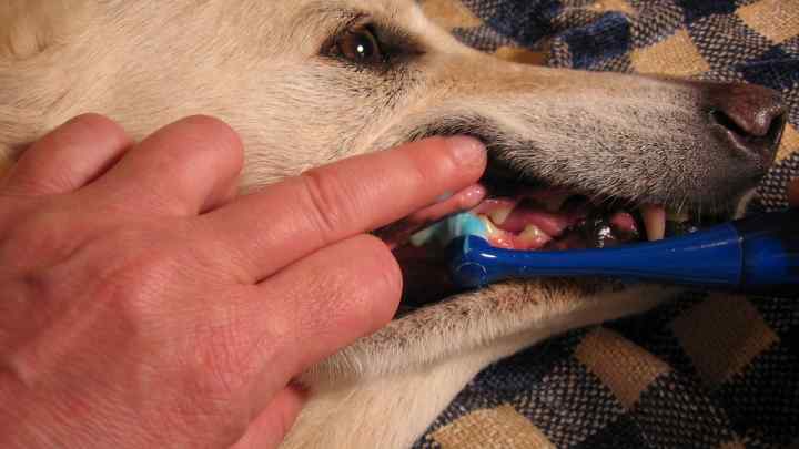 Як лікувати гінгівіт у собак