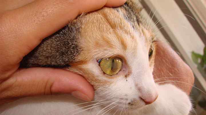 Як лікувати захворювання очей у кішок