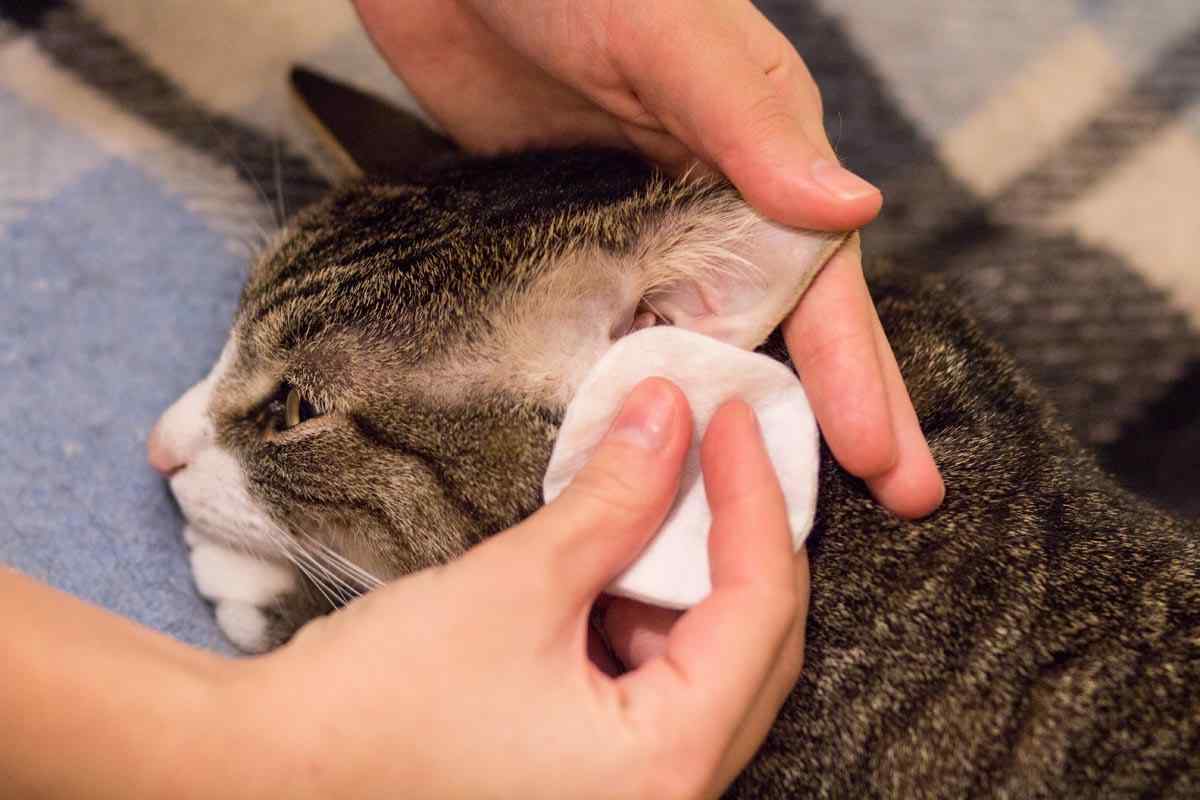 Як лікувати вуха коту