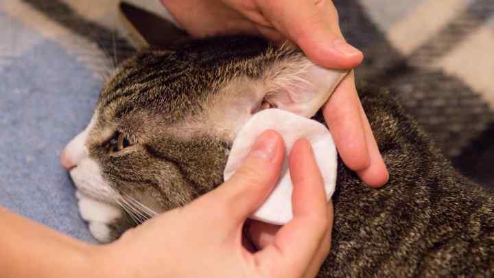 Як лікувати вуха коту
